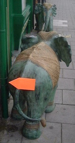 Looks like Nellie likes carrots a bit too much!